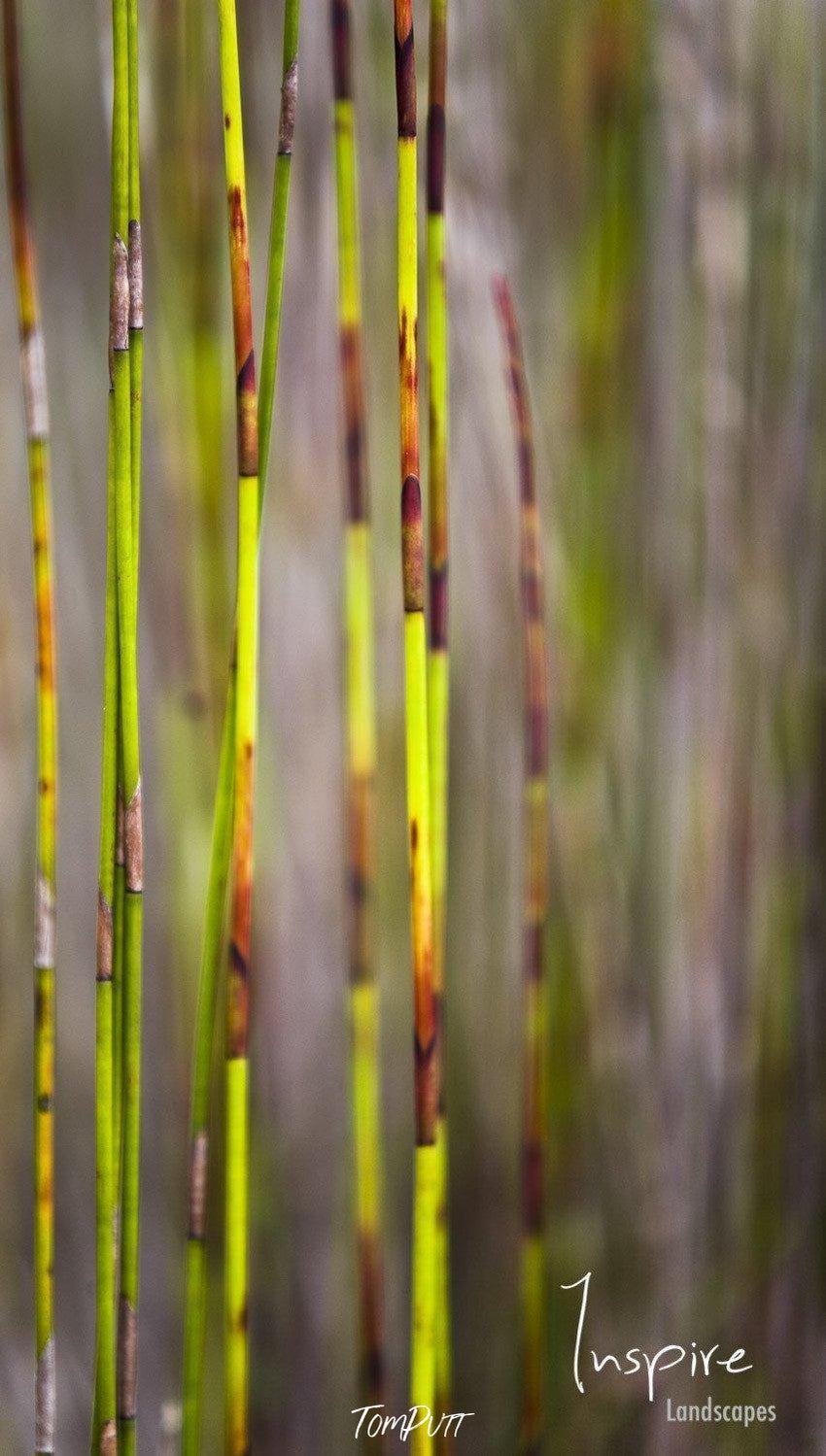 Close-up shot of long reeds, Reed abstract - Fraser Island QLD