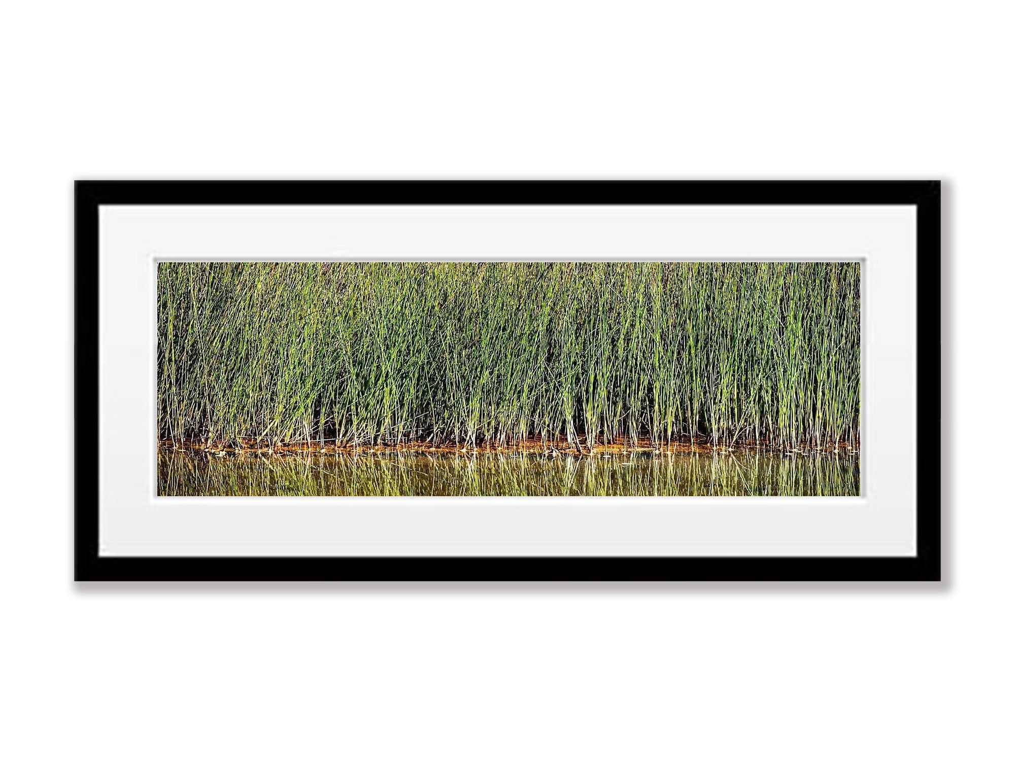 Reeds, Karijini, The Pilbara, WA