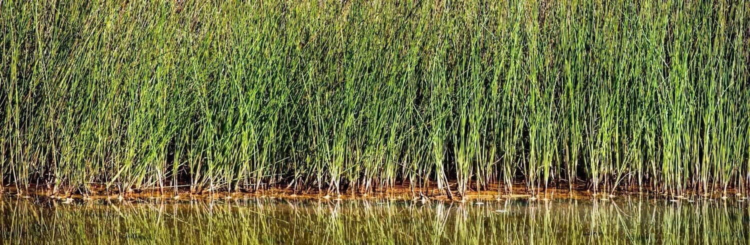 A massy group of long-standing reeds adjacent to a lake, Reeds Karijini The Pilbara Art