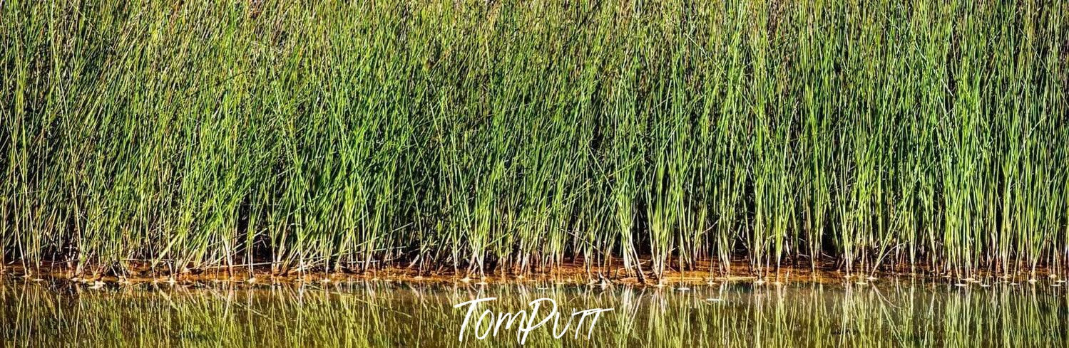 A massy group of long-standing reeds adjacent to a lake, Reeds Karijini The Pilbara Art