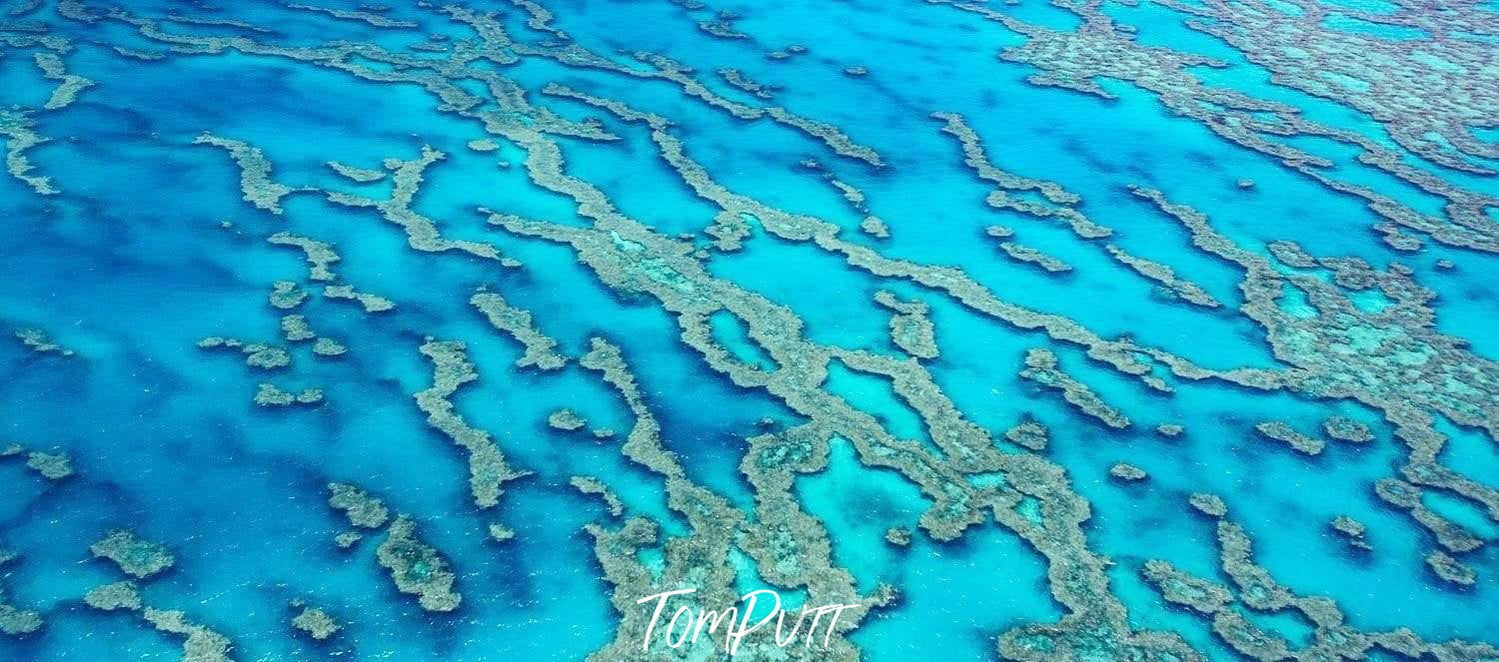 Green rocky plants on an ice-blue oceanic texture, Reef