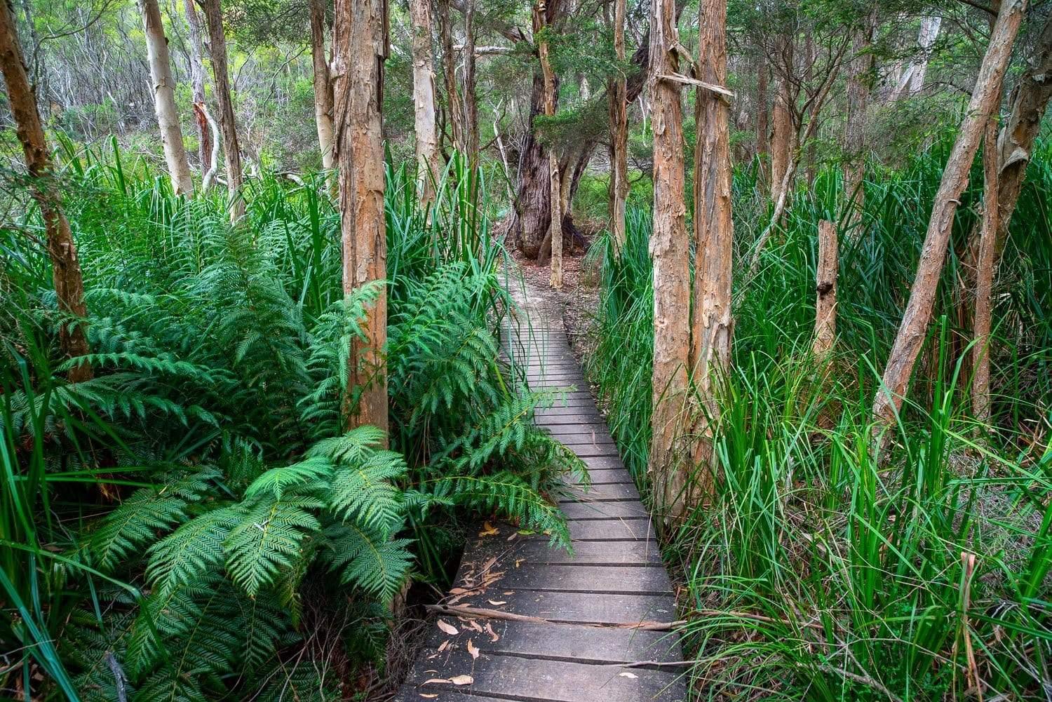 The wooden pathway between massive plants and trees in a forest, Refuge Track - Wilson's Promontory VIC