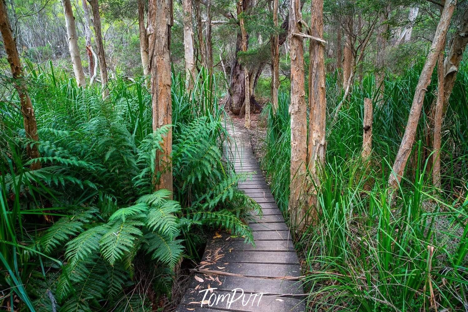 The wooden pathway between massive plants and trees in a forest, Refuge Track - Wilson's Promontory VIC