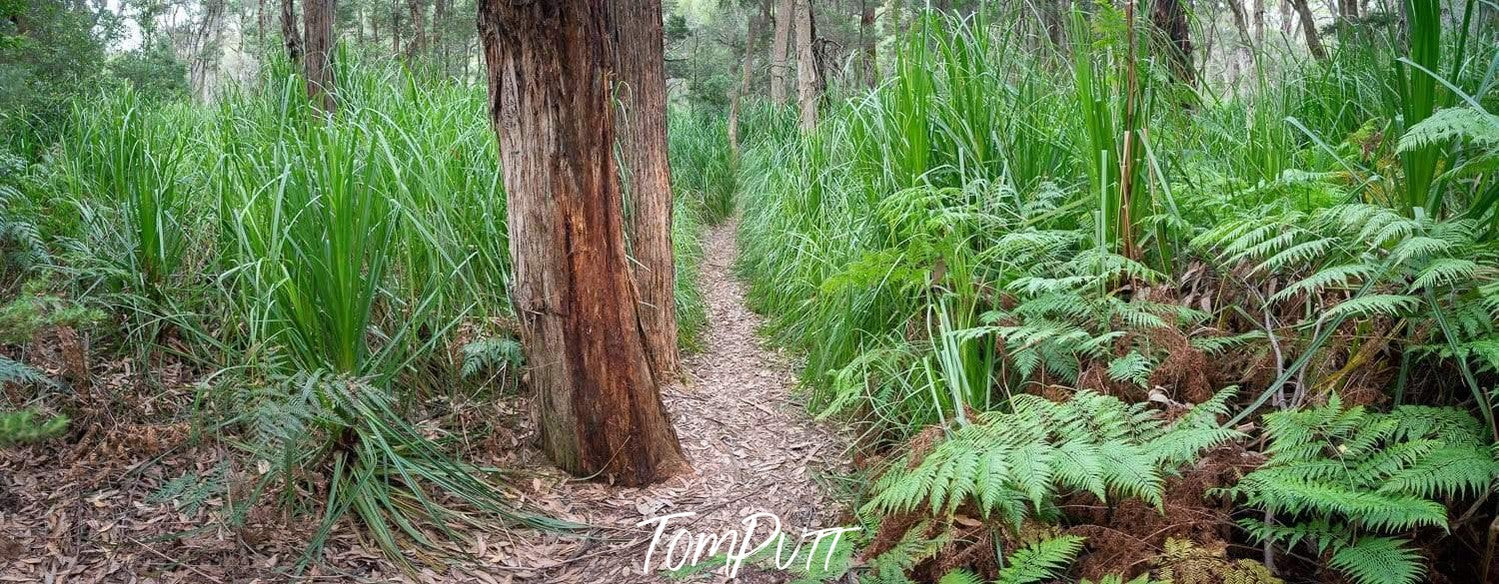 A narrow pathway between thick trees and plants, Refuge Walkway - Wilson's Promontory VIC