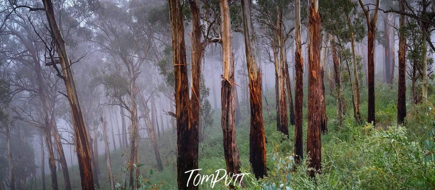 Tall-standing trees in a forest with some fog over, Regrowth - Victorian High Country