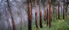 Tall-standing trees in a forest with some fog over, Regrowth - Victorian High Country