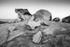 A black and white view of weirdly shaped rocks with some stones over, Remarkable Rocks #19 - Kangaroo Island SA