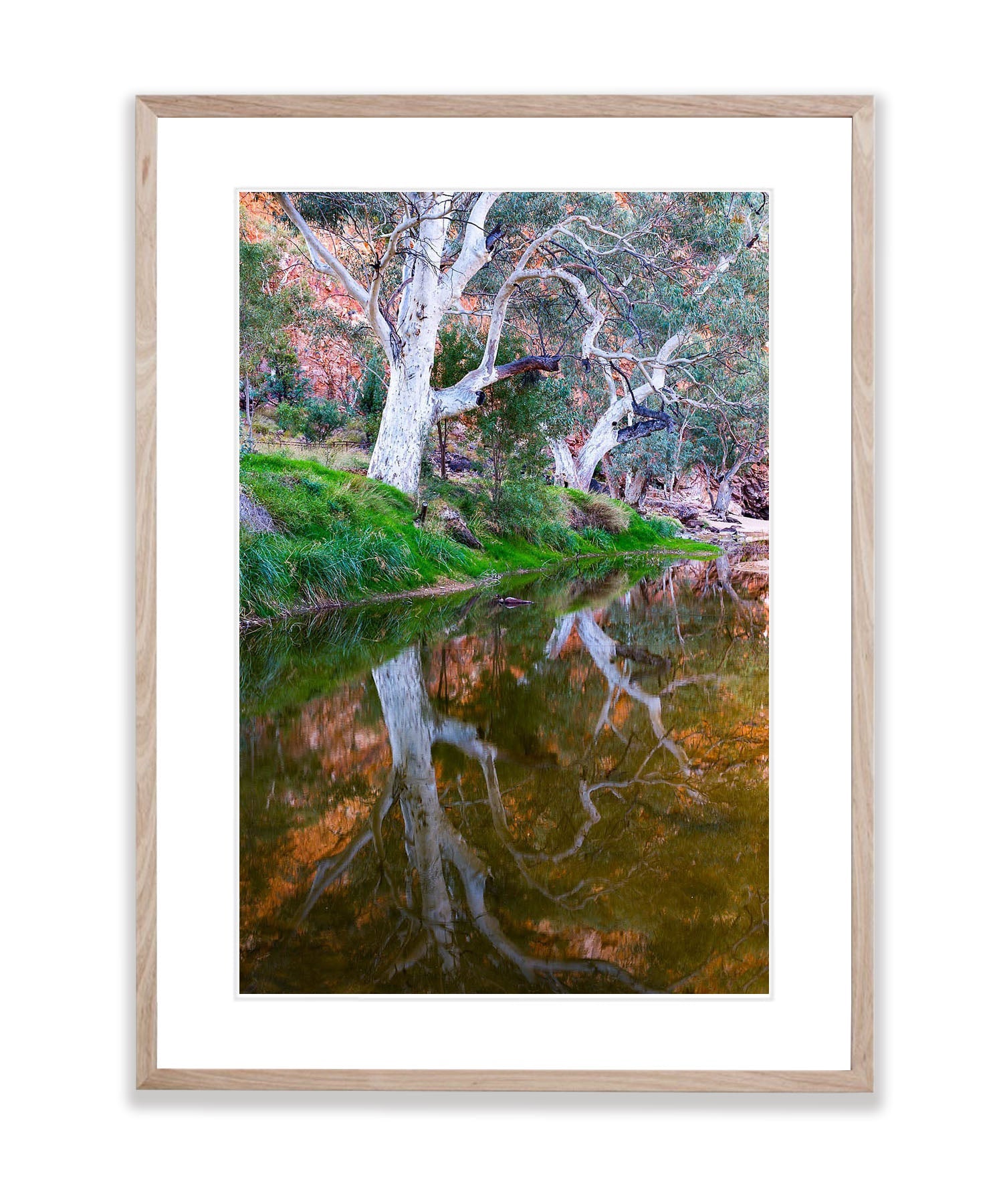 River Red Gum Reflection, West MacDonnell Ranges - Northern Territory