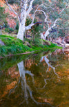 Beautiful tree lines with their reflection underwater, River Red Gum Reflection, West MacDonnell Ranges - Northern Territory