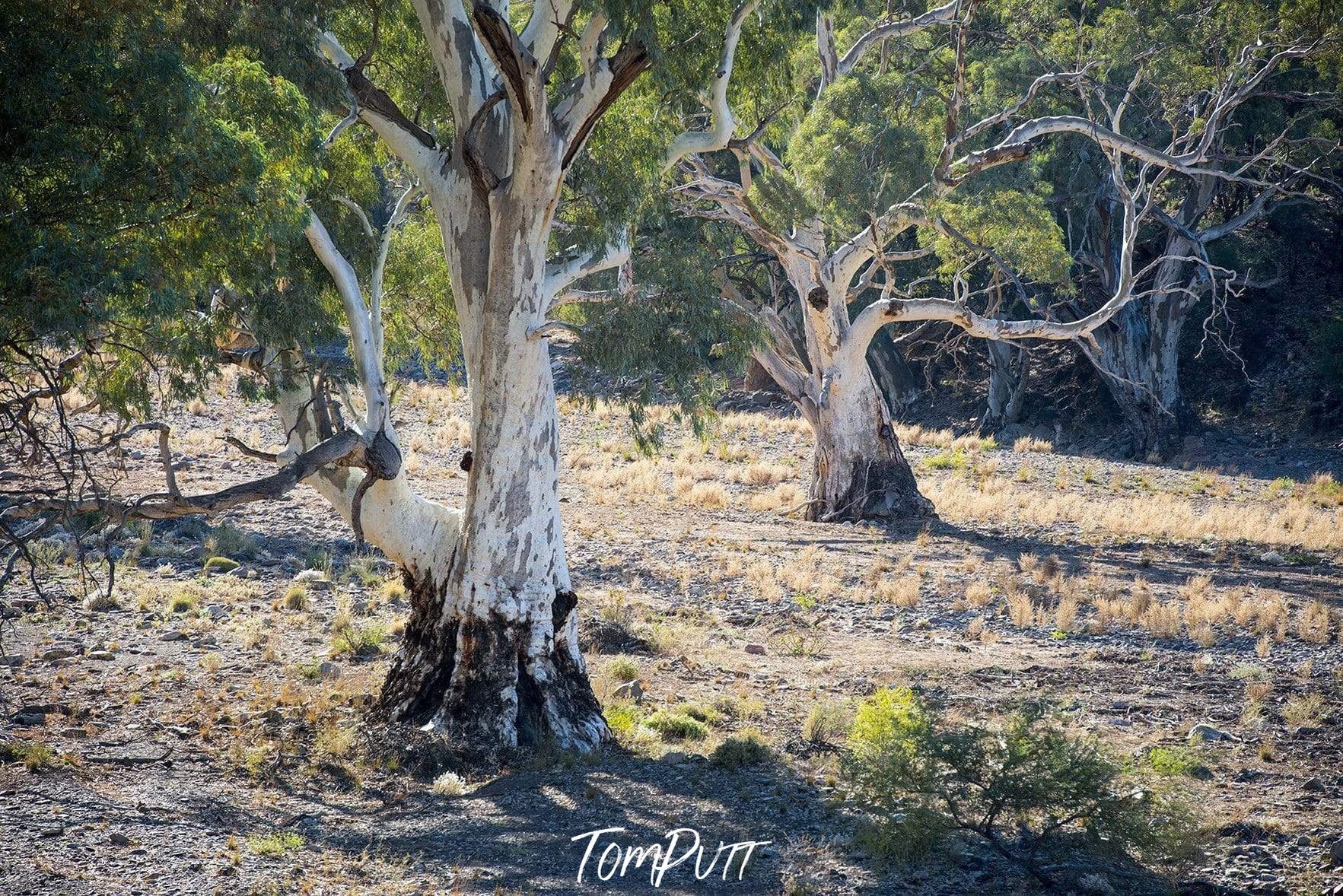 River Red Gums-Tom-Putt-Landscape-Prints