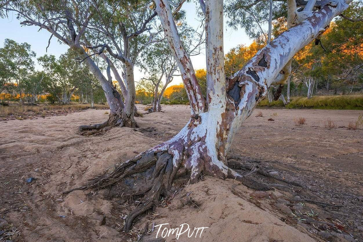 River Red Gums, Ormiston Gorge-Tom-Putt-Landscape-Prints