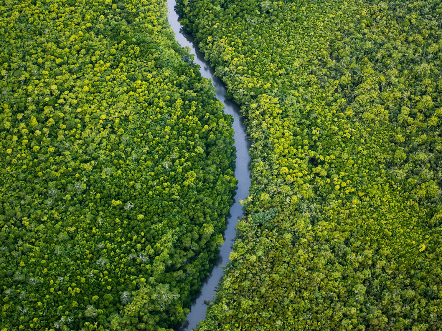 A long curvy line between a thick greenery land, River Ribbon cuts through the mangroves, Daintree River, Far North Queensland