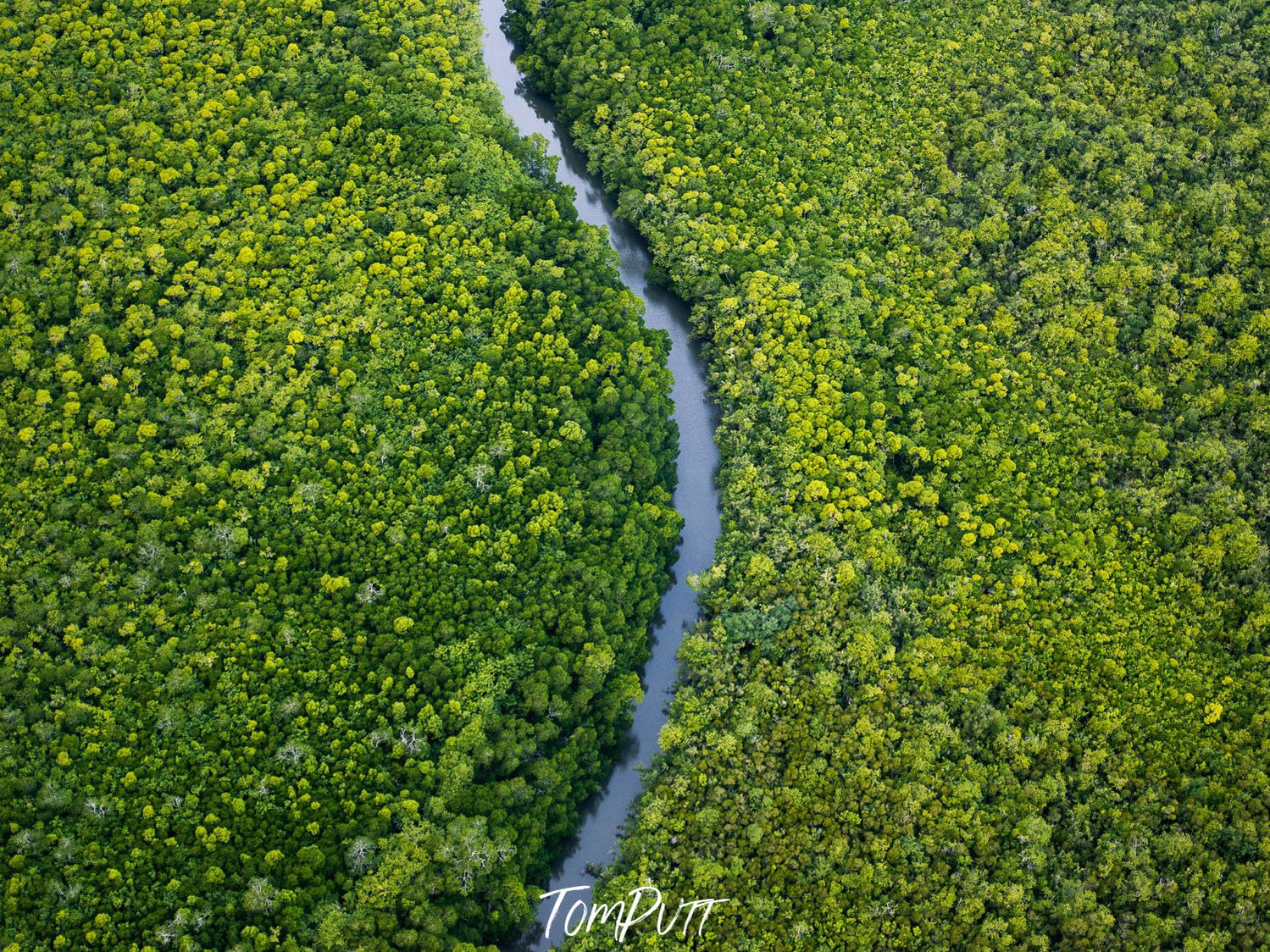 A long curvy line between a thick greenery land, River Ribbon cuts through the mangroves, Daintree River, Far North Queensland