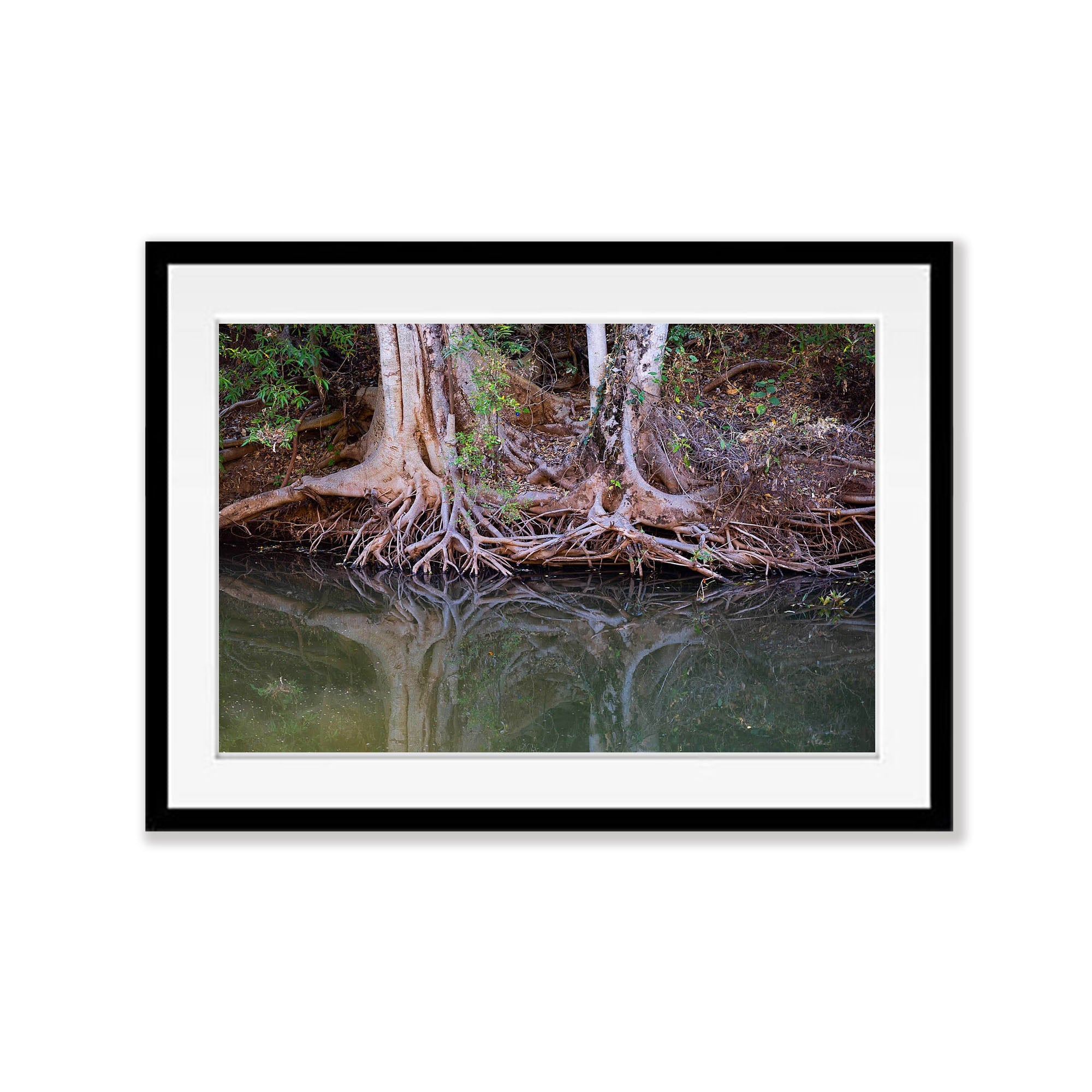 Riverbank Tree Roots, Ord River, The Kimberley, Western Australia