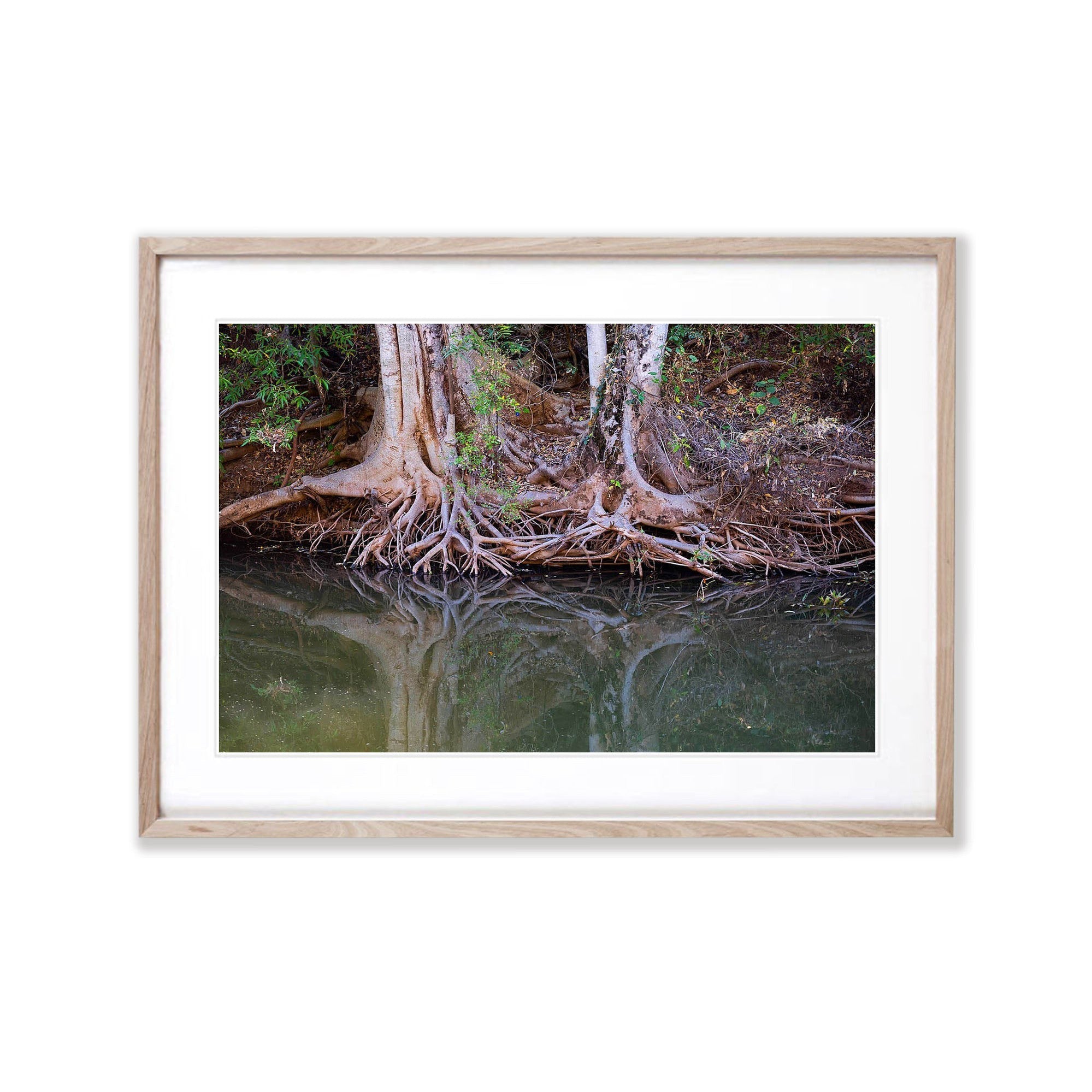 Riverbank Tree Roots, Ord River, The Kimberley, Western Australia