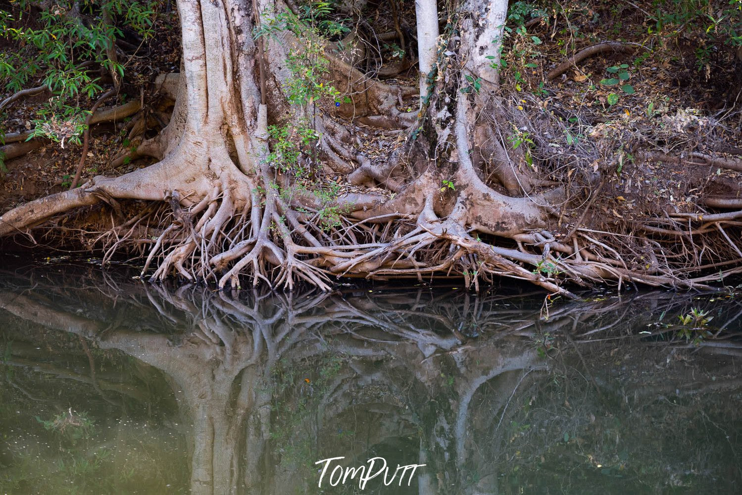 A couple of thick trees on the lake corner, Riverbank Tree Roots, Ord River, The Kimberley, Western Australia