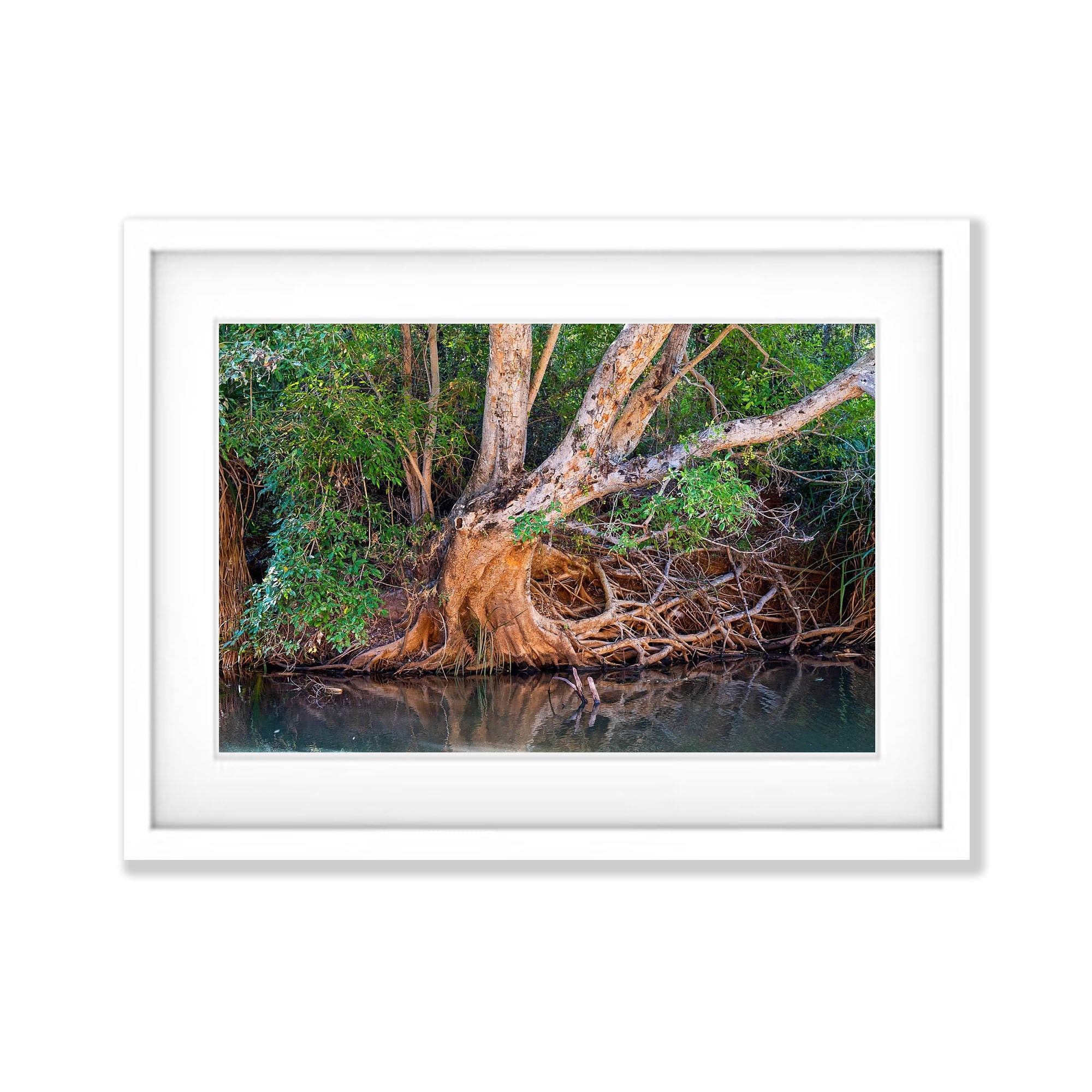 Riverside Tree, Ord River, The Kimberley, Western Australia