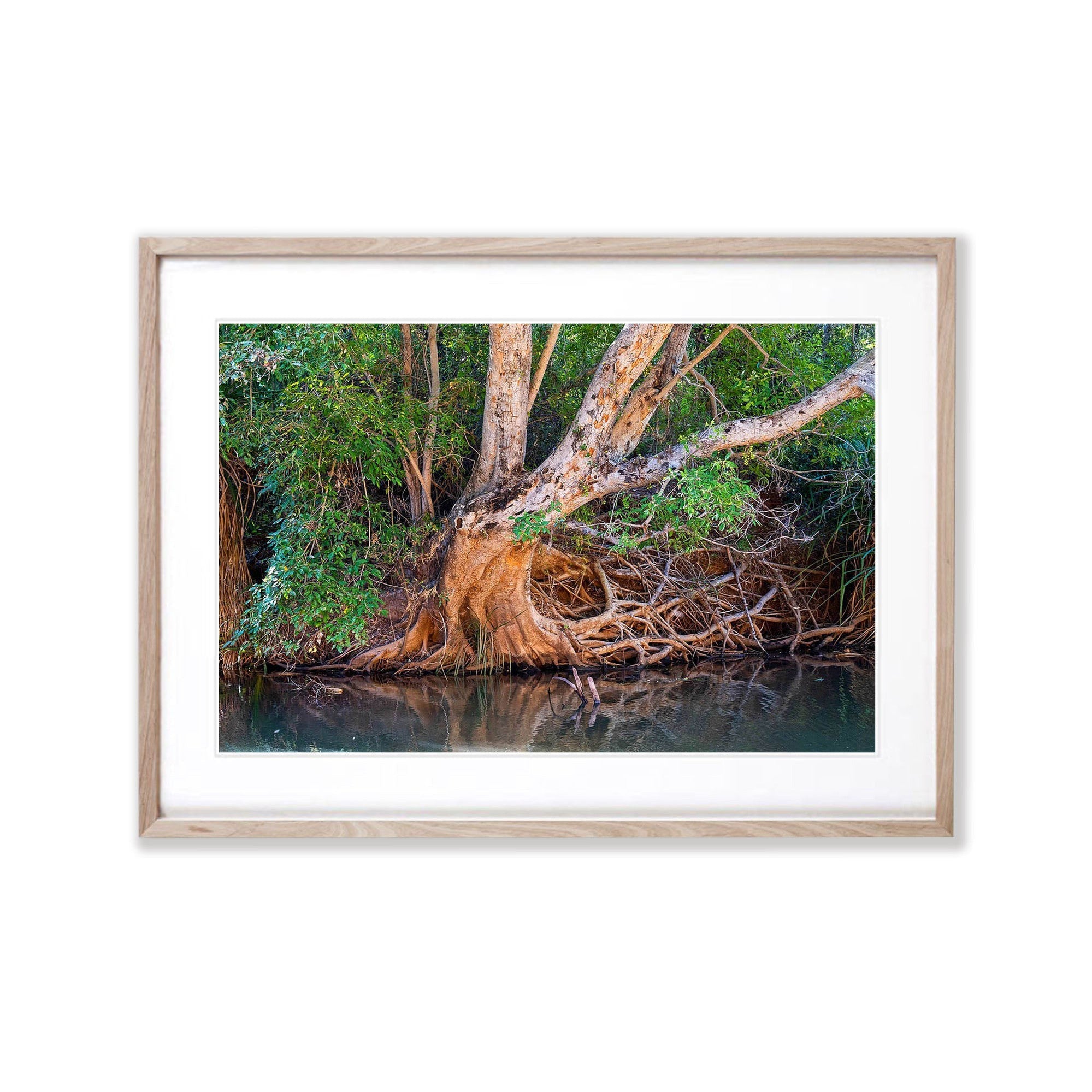 Riverside Tree, Ord River, The Kimberley, Western Australia