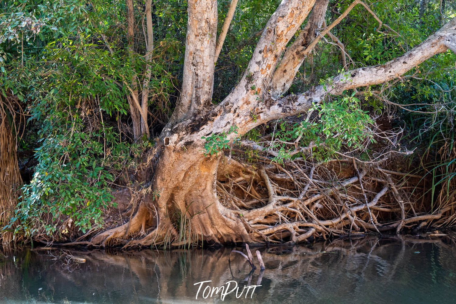 An old strong tree stem with many branches on the edge of a lake