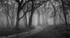 A dark horrifying pathway between massy trees in a forest, Road through the fog, Arthurs Seat - Mornington Peninsula, VIC