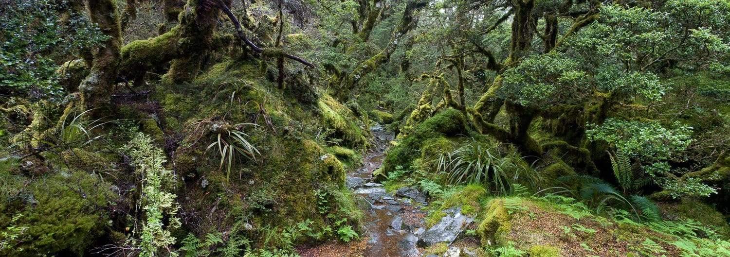 A narrow pathway between thick greenery in a forest, Routeburn Track - New Zealand