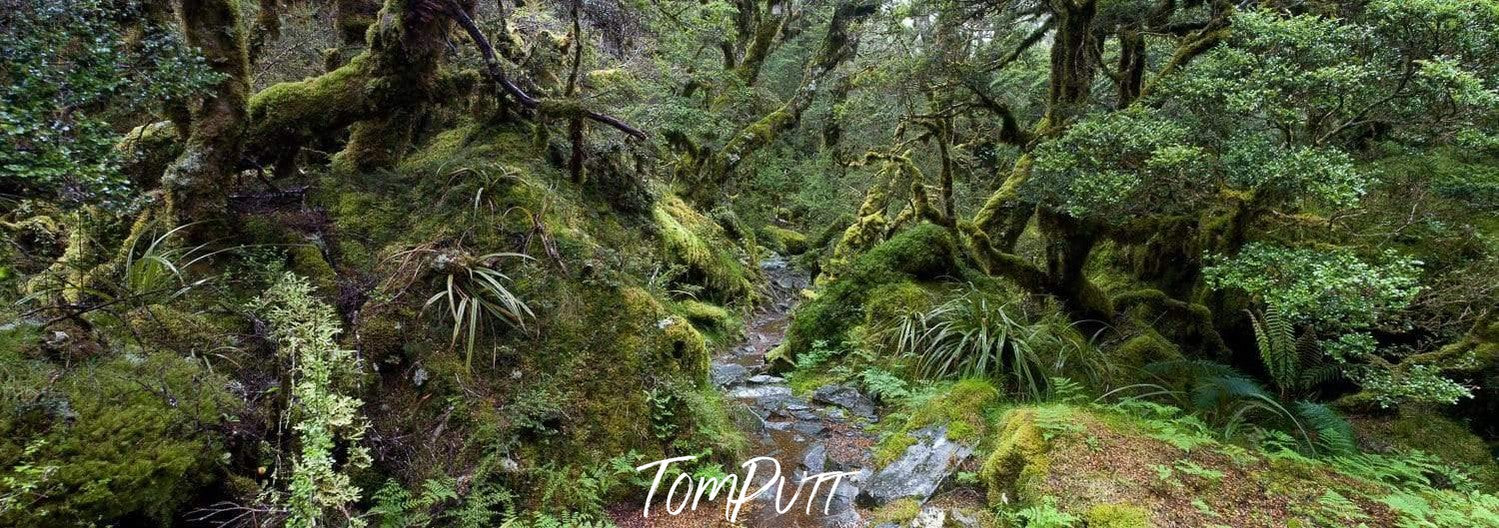 A narrow pathway between thick greenery in a forest, Routeburn Track - New Zealand