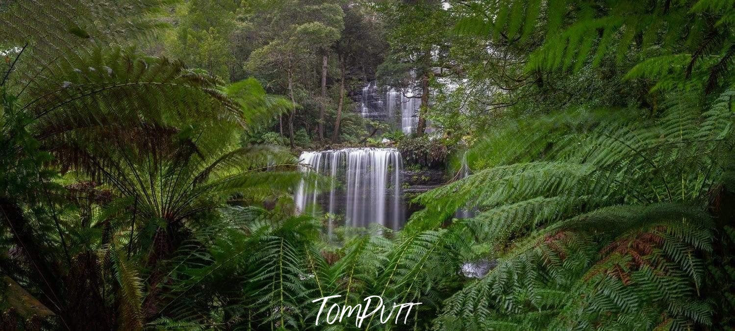 A waterfall between a thick greenery area, Russell Falls - Tasmania