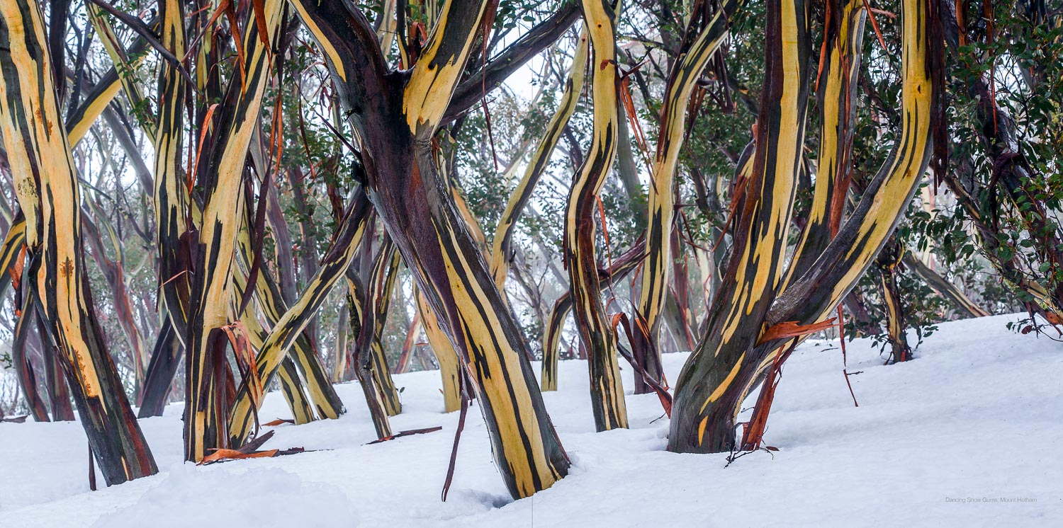 'SNOW - The Snow Landscapes of Australia' book QR