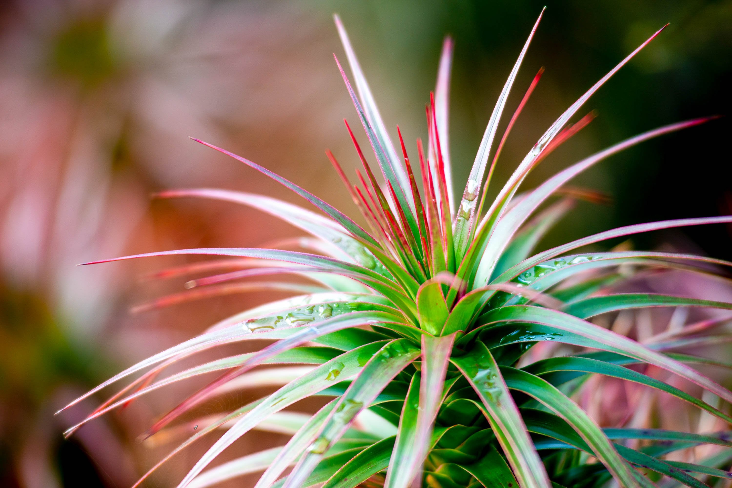 close-up shot a scoparia plant, Scoparia, Cradle Mountain, Tasmania