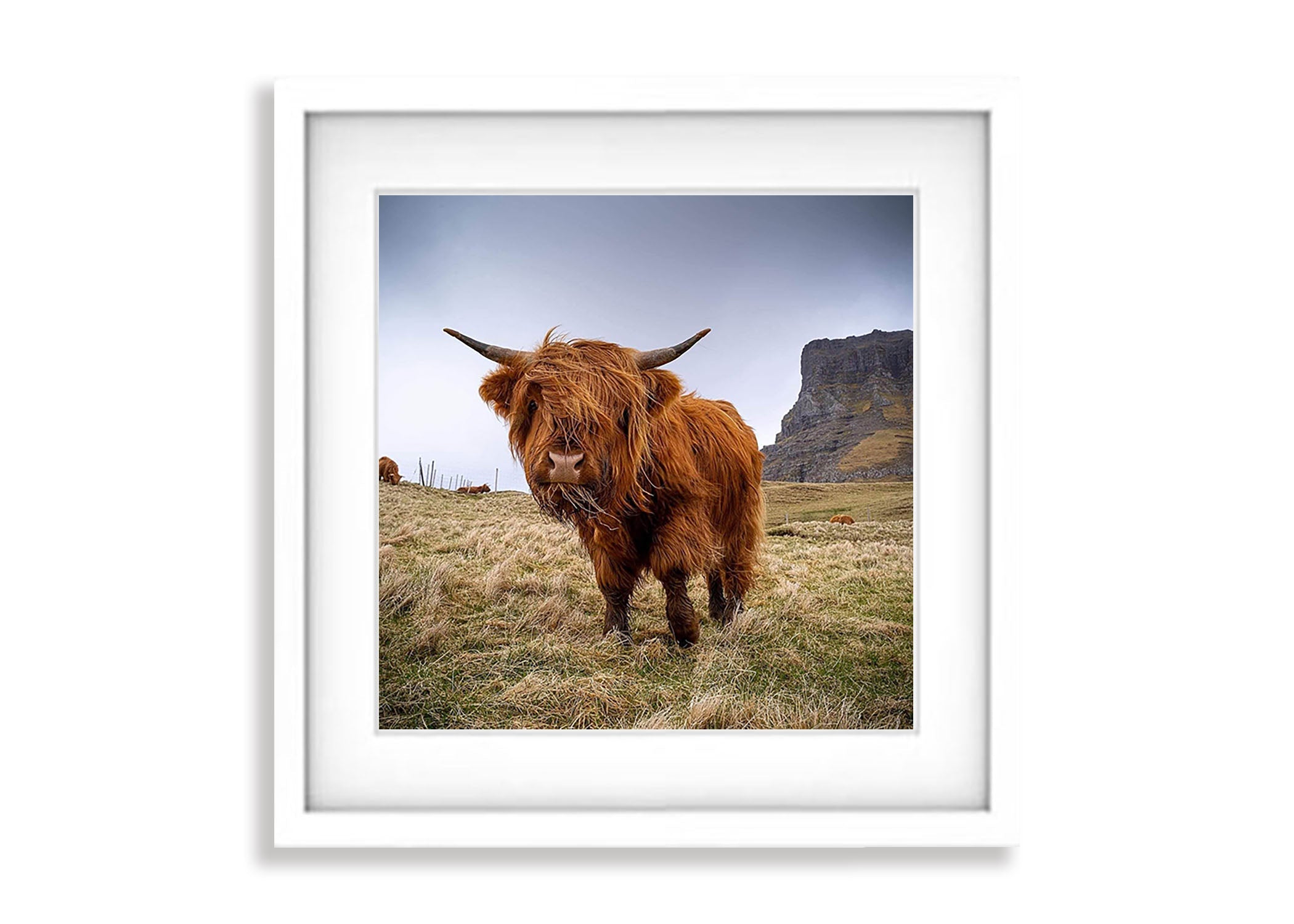 Scottish Highland Cow, Faroe Islands