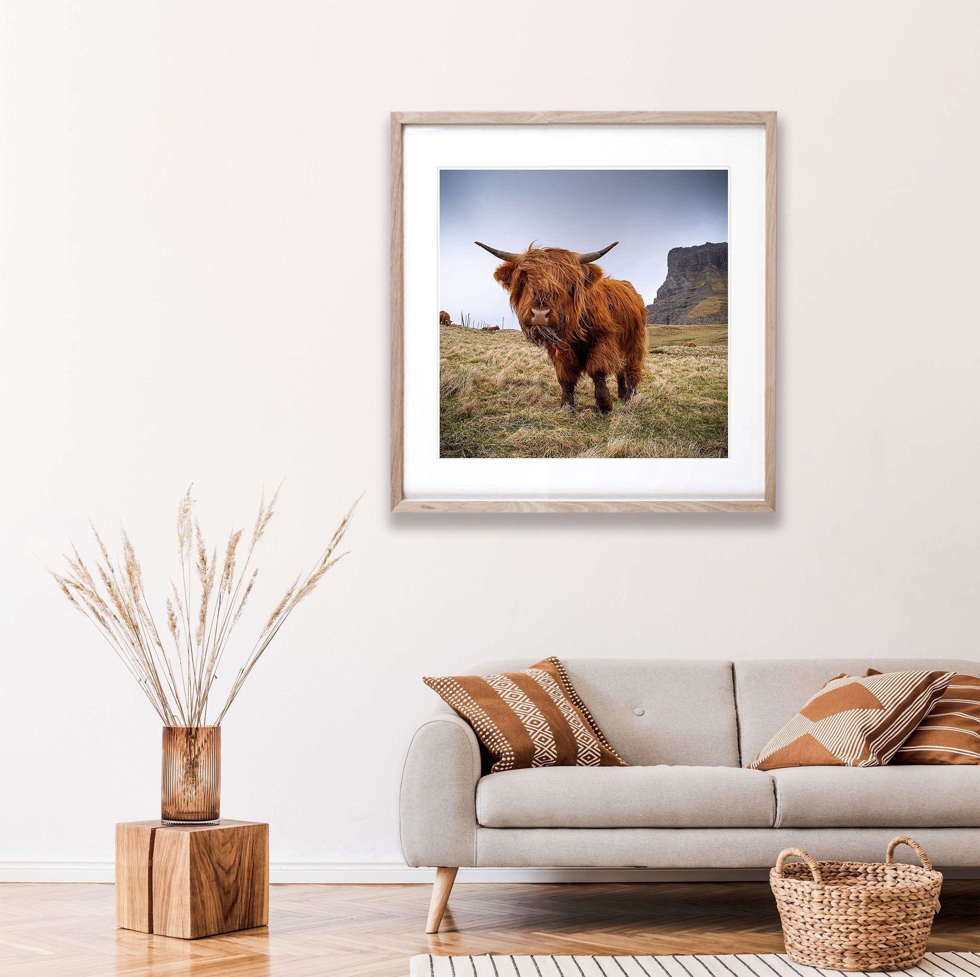 Scottish Highland Cow, Faroe Islands