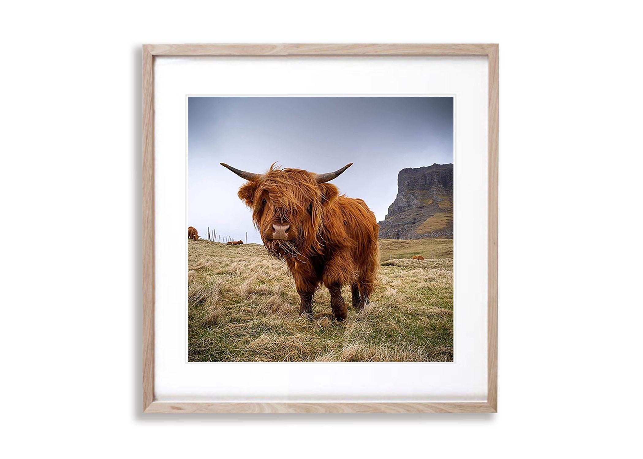 Scottish Highland Cow, Faroe Islands