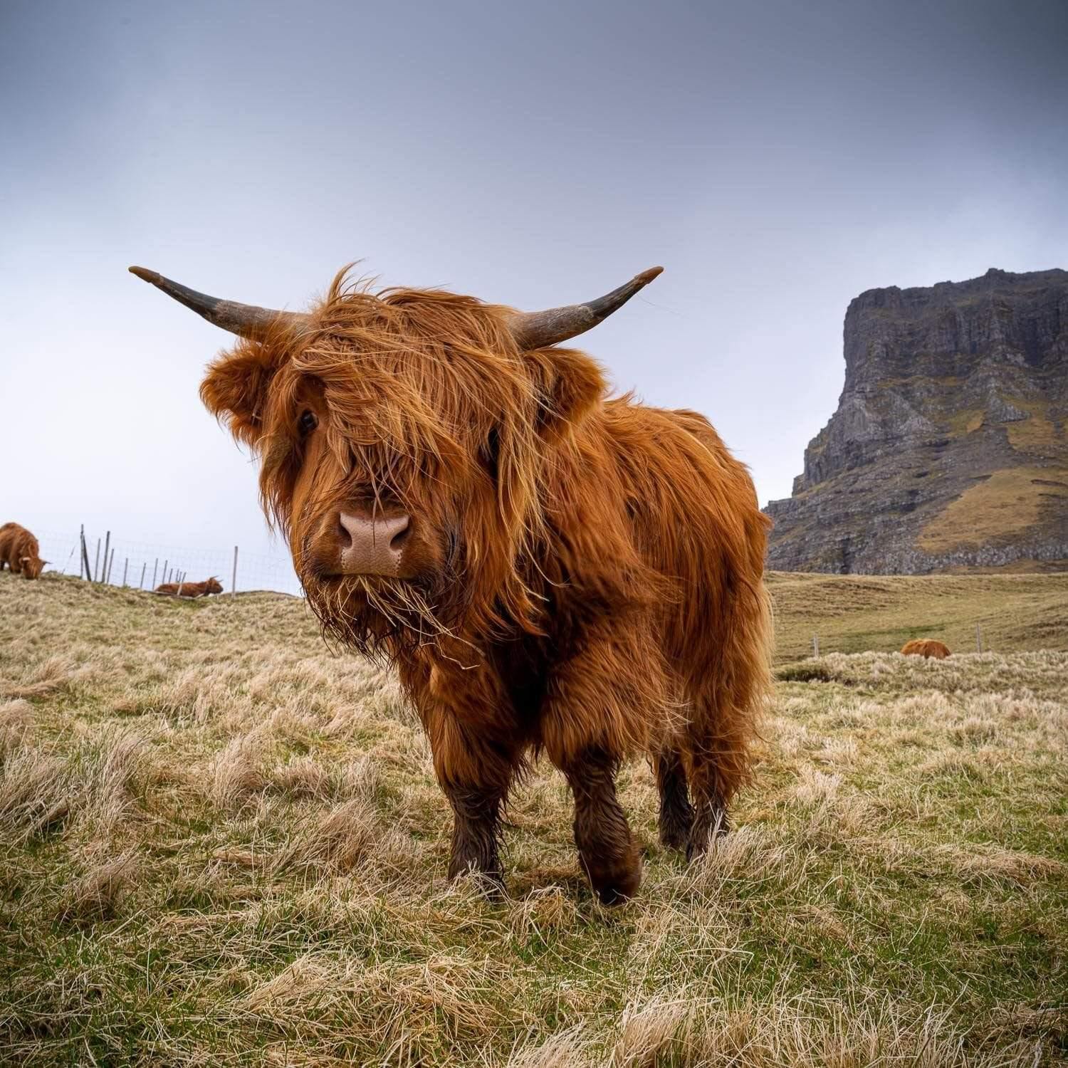 A brown hairy bull, Scottish Highland Cow, Faroe Islands