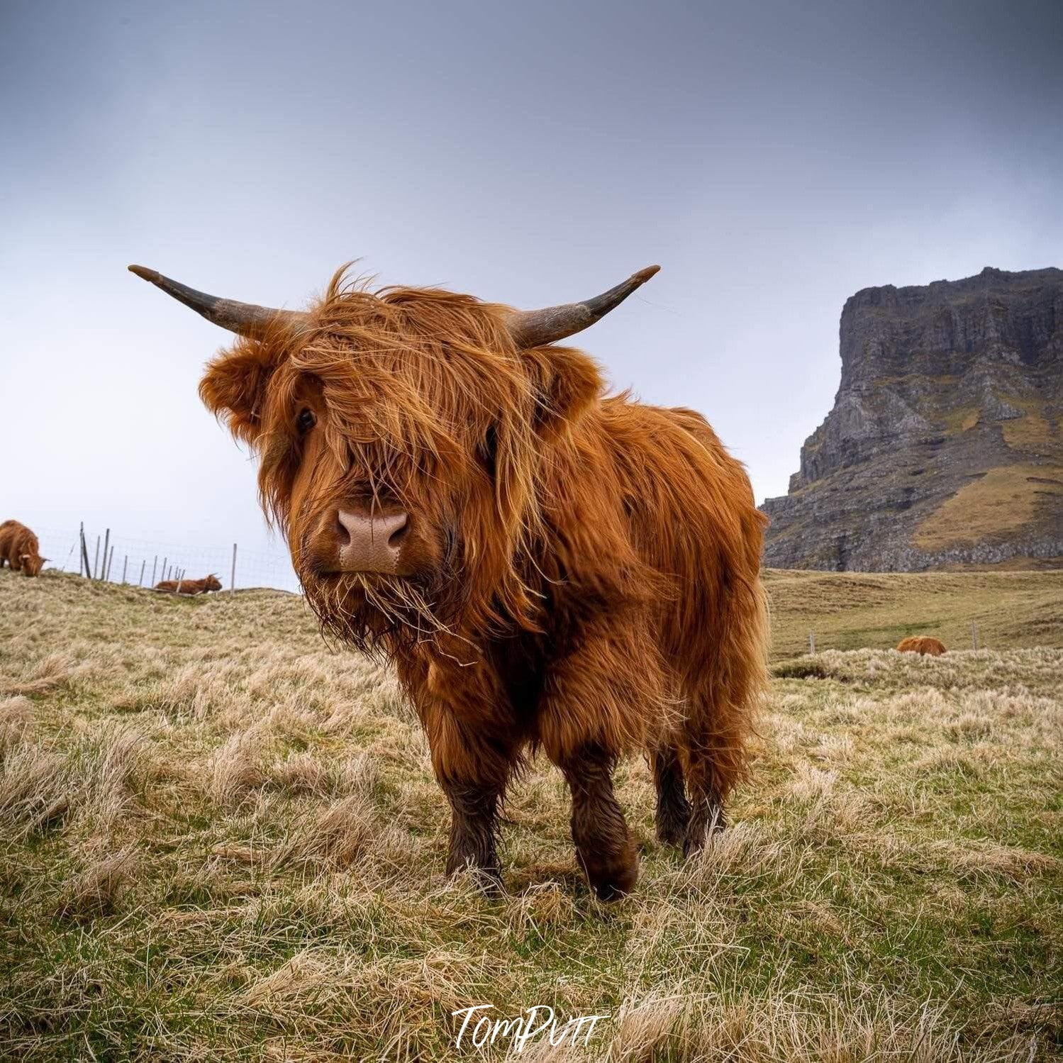 A brown hairy bull, Scottish Highland Cow, Faroe Islands