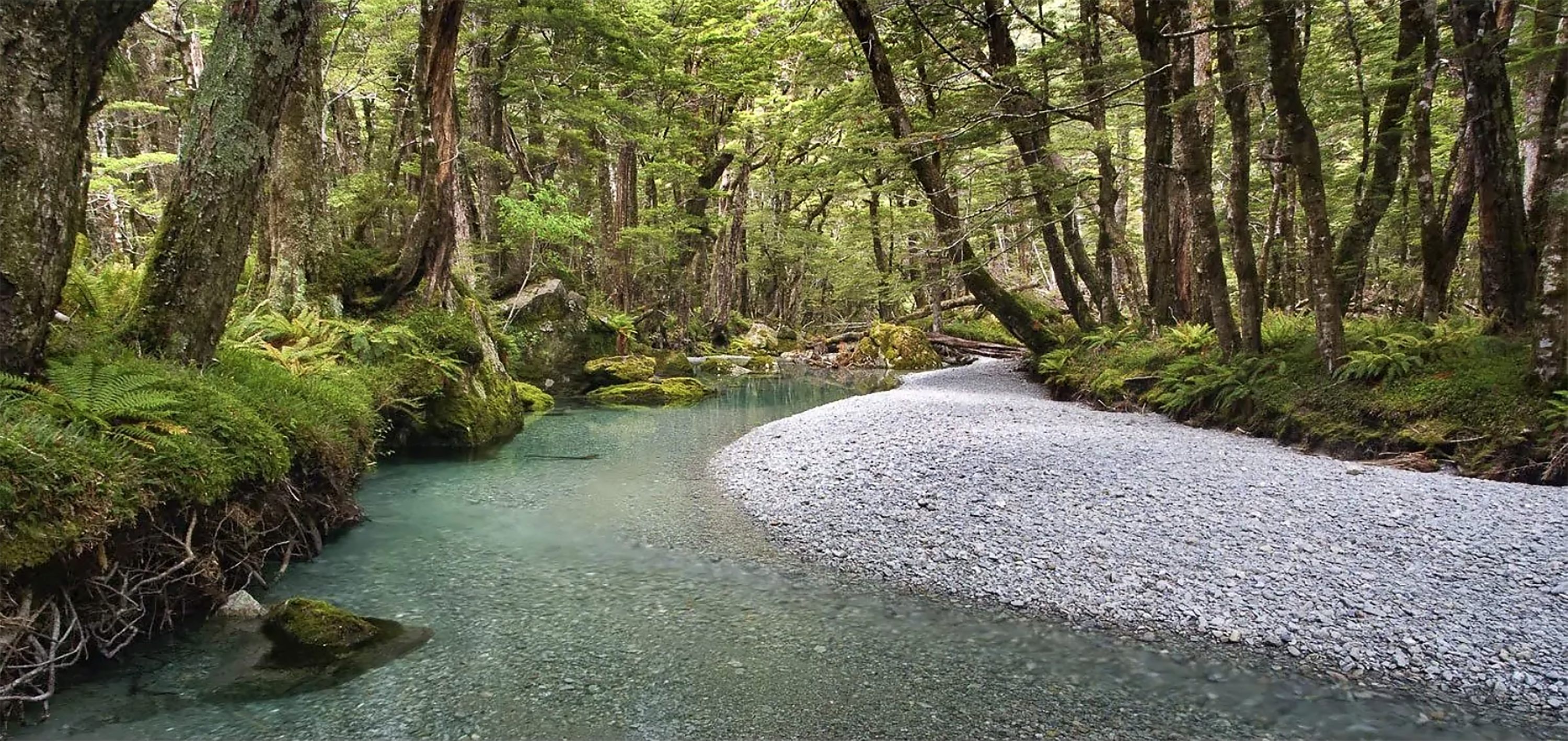 A Quiet Stream, Routeburn Track - New Zealand