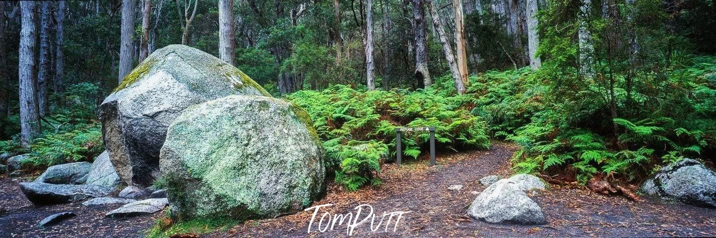 Boulders and green bushes in a jungle with some long-standing trees, Sealers Cove - Wilson's Promontory VIC