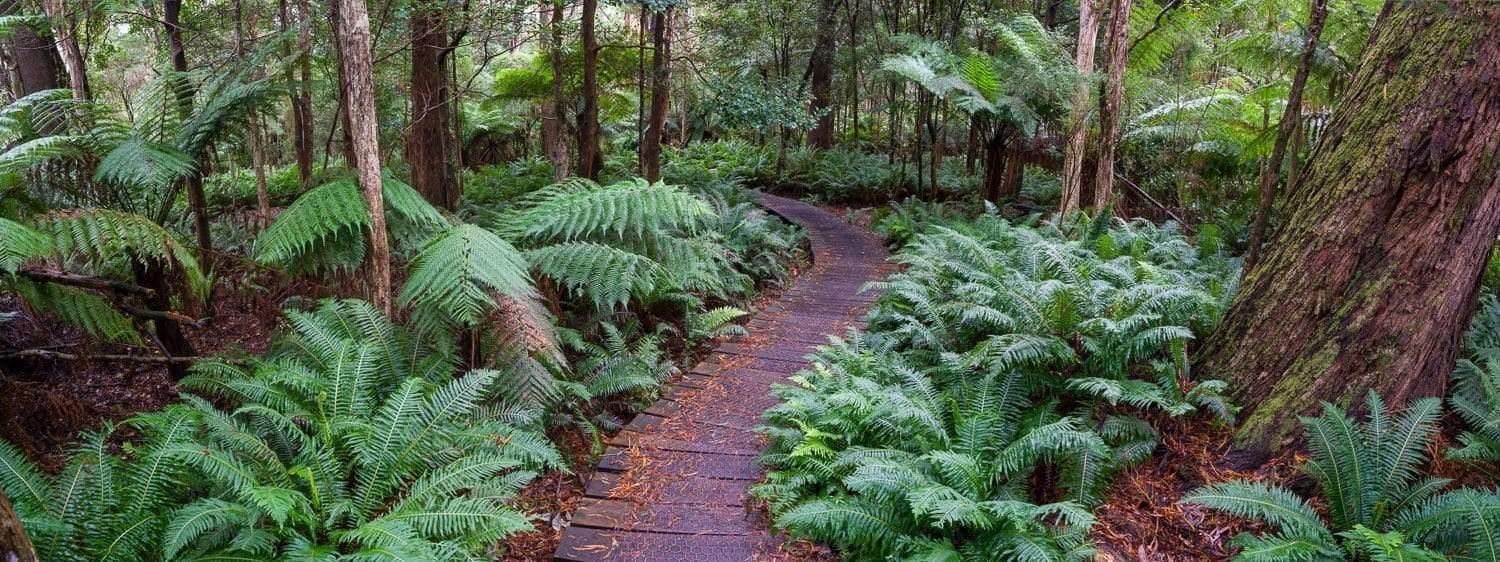 A pathway between the plants and trees in the forest, Sealers - Wilson's Promontory VIC