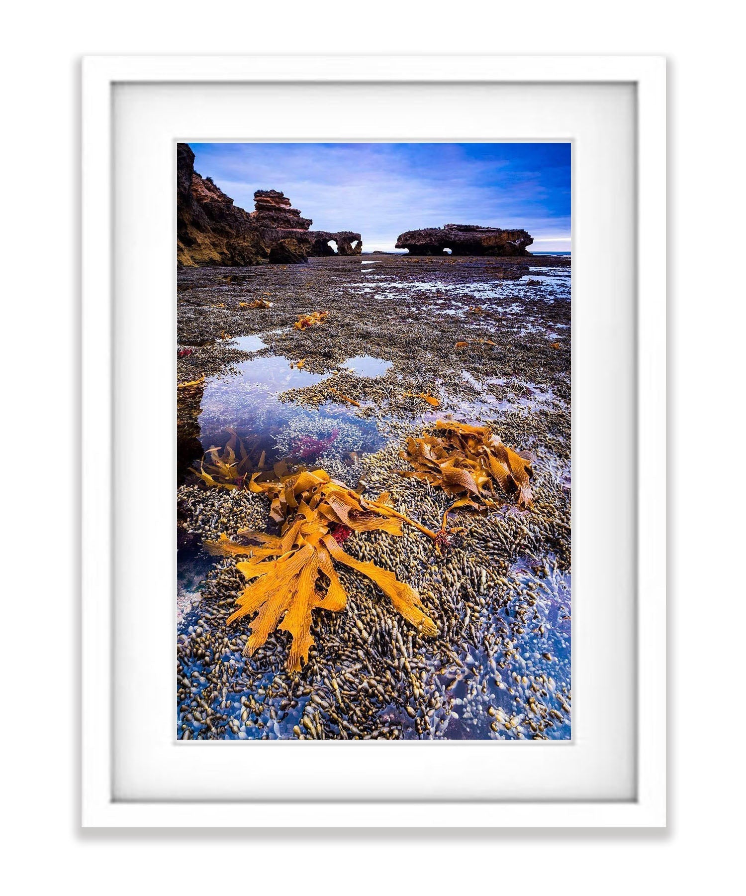 Seaweed, Mornington Peninsula, VIC
