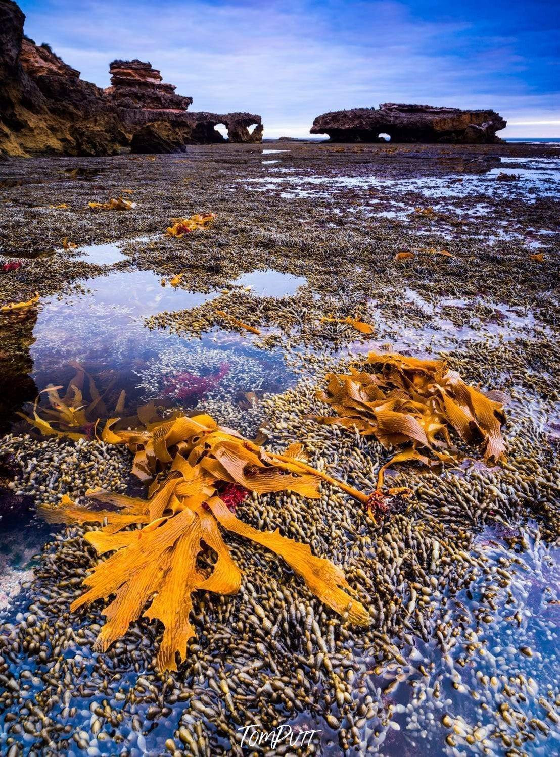 Seaweed, Mornington Peninsula-Tom-Putt-Landscape-Prints