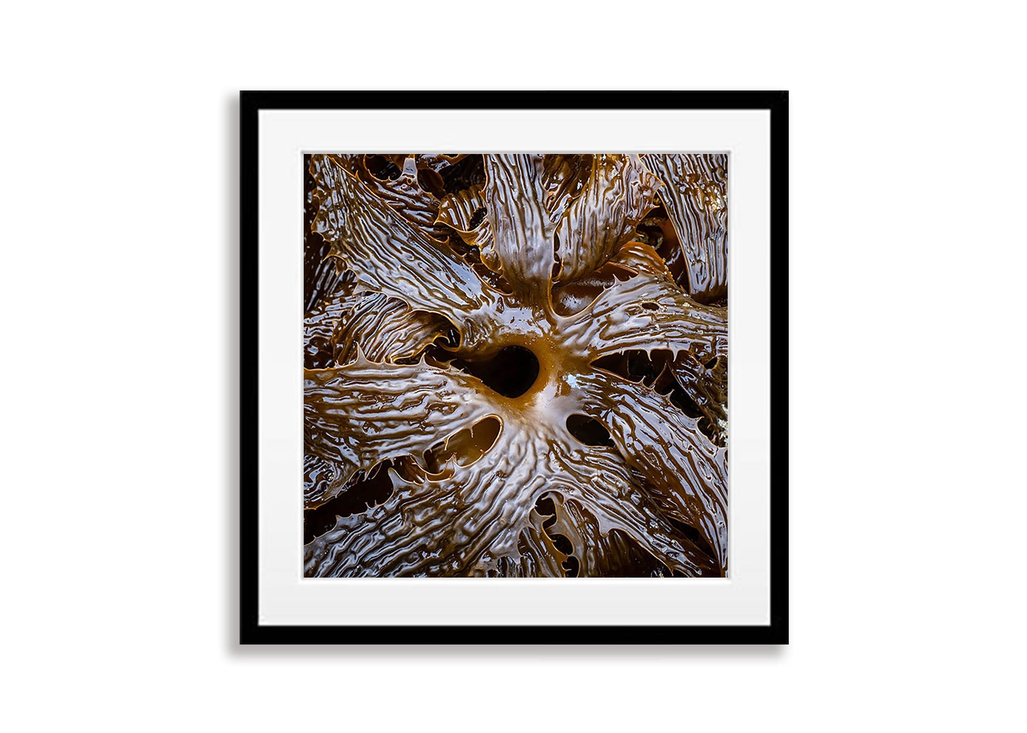 Seaweed detail, Bay of Fires