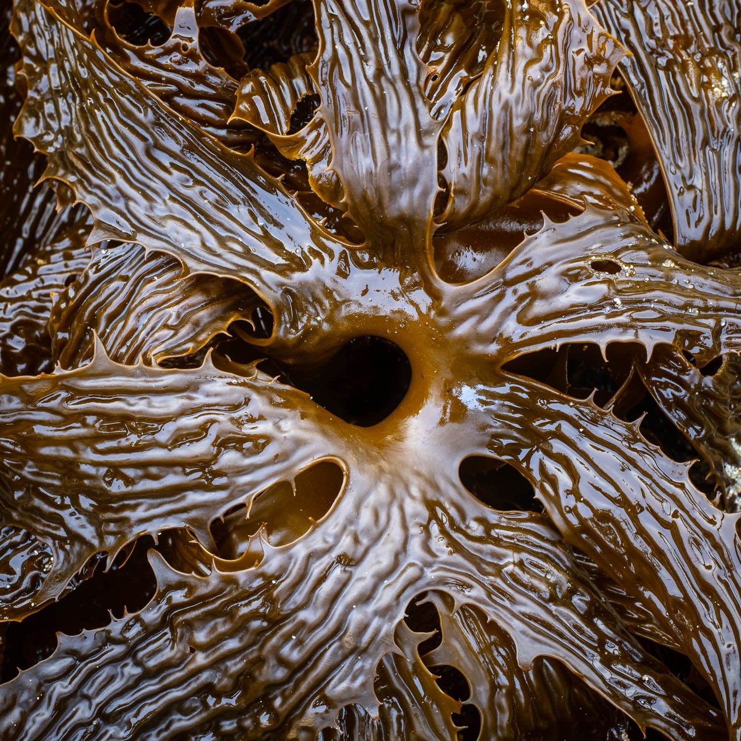 A unique texture of flowing chocolate, Seaweed detail, Bay of Fires