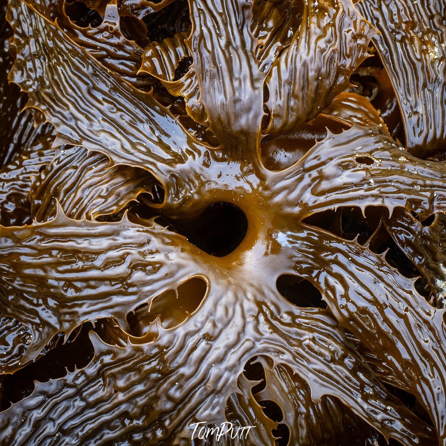 A unique texture of flowing chocolate, Seaweed detail, Bay of Fires