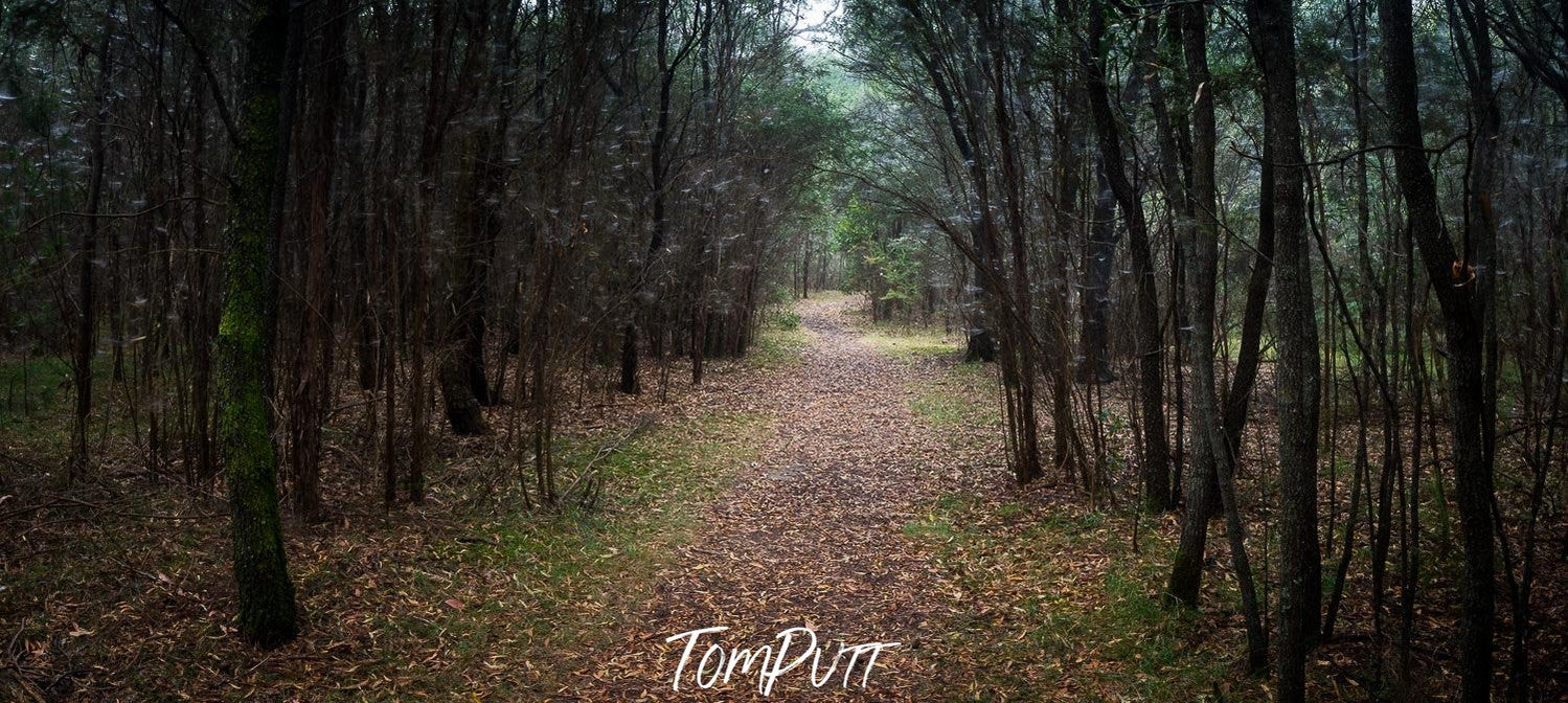 A wide pathway between long trees in the forest, Seawinds Gardens, Arthurs Seat - Mornington Peninsula, VIC