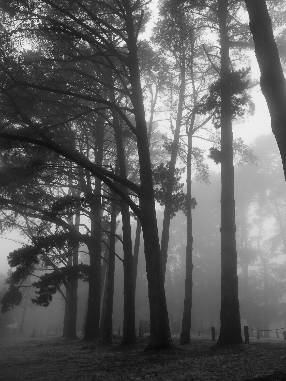 Long-standing palm trees in the forest with some foggy effect, Seawinds - Mornington Peninsula, VIC