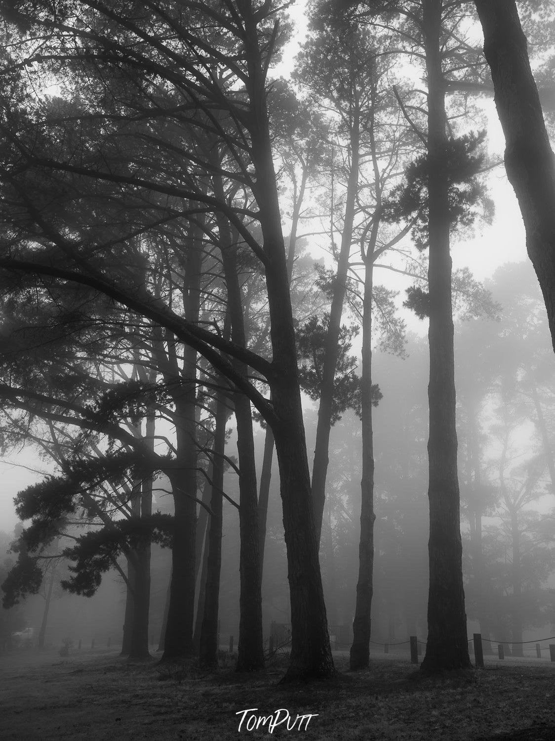 Long-standing palm trees in the forest with some foggy effect, Seawinds - Mornington Peninsula, VIC