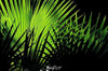 Bunches of shining long leaves, Secluded Light - The Kimberley, WA