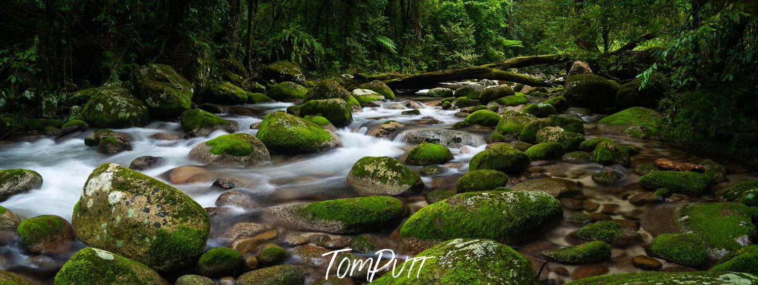 Beautiful greeny pathway with bushes and plants on stones, and flowing water, Secluded Rainforest Stream, Far North Queensland