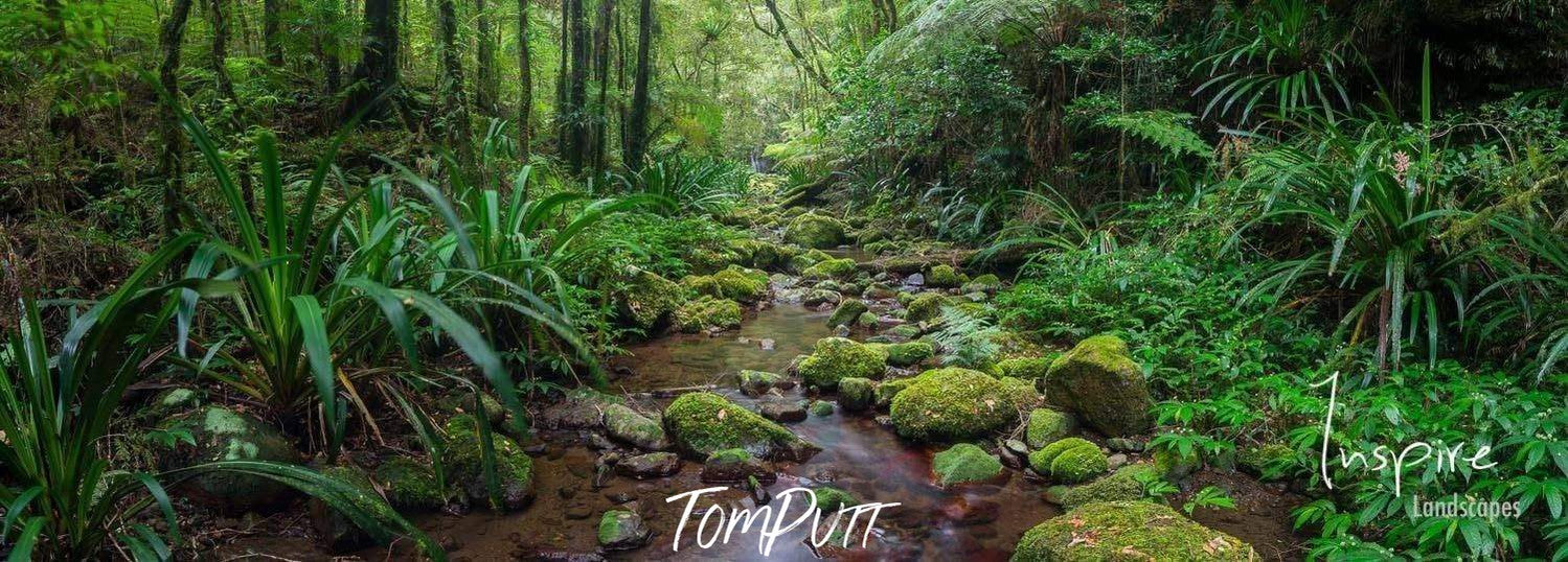 Beautiful greeny pathway with bushes and plants on stones, Secluded Stream - Lamington National Park QLD