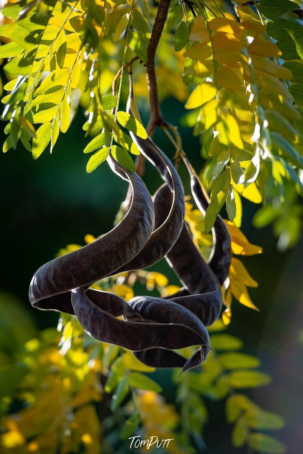 Close-up shot of the bunches of leaves, Seed Pods - Bright VIC