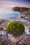 A thick small tree on the flat rocky surface near the beach, Sheringa Cliffs, Eyre Peninsula Coastline